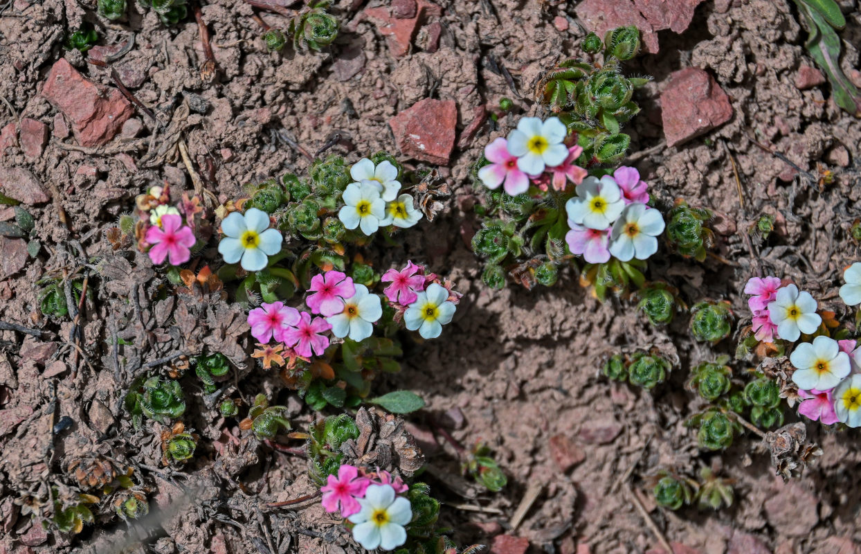 Image of Androsace lehmanniana specimen.