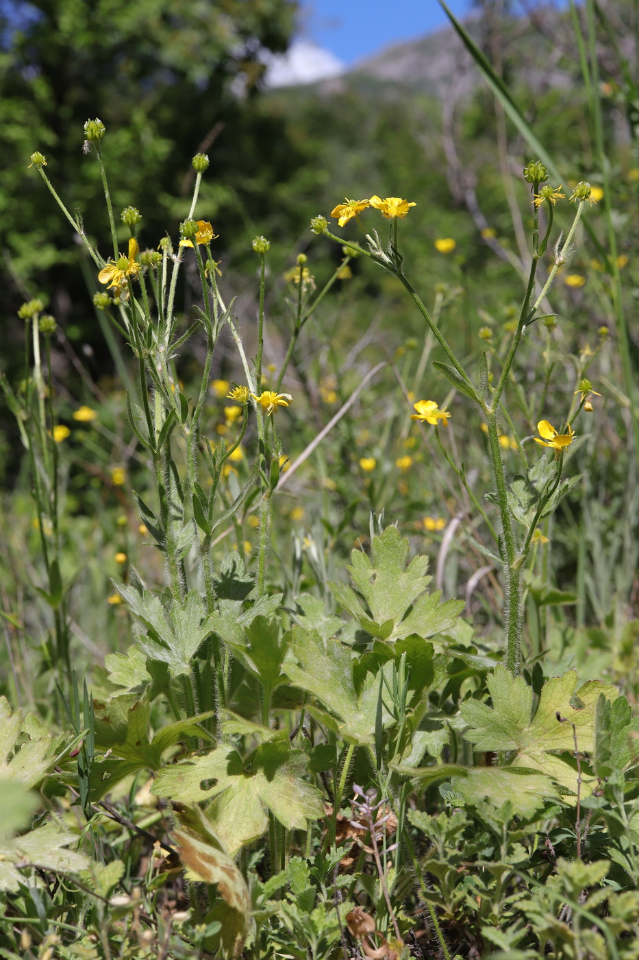 Изображение особи Ranunculus neapolitanus.