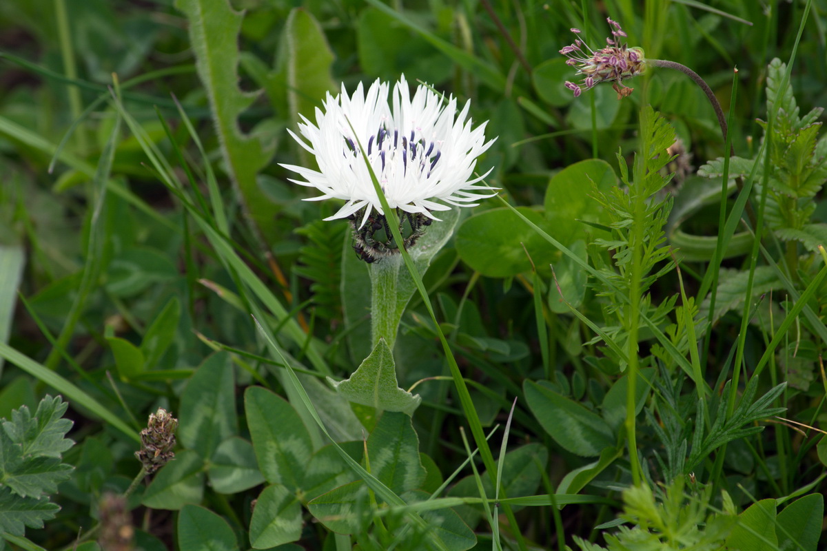 Image of Centaurea cheiranthifolia specimen.