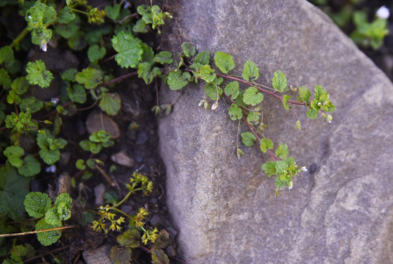 Image of genus Veronica specimen.