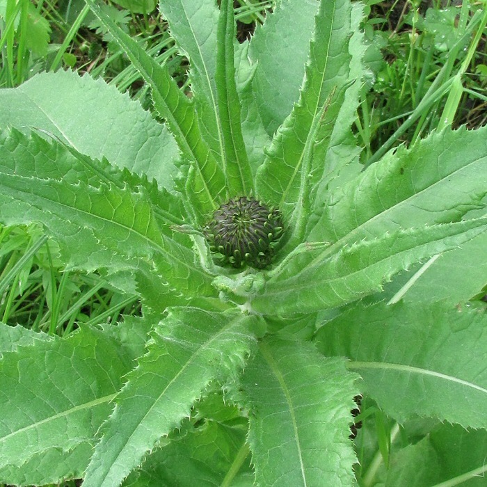 Изображение особи Cirsium helenioides.