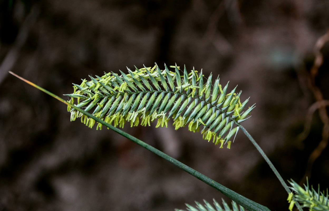 Image of Agropyron pectinatum specimen.