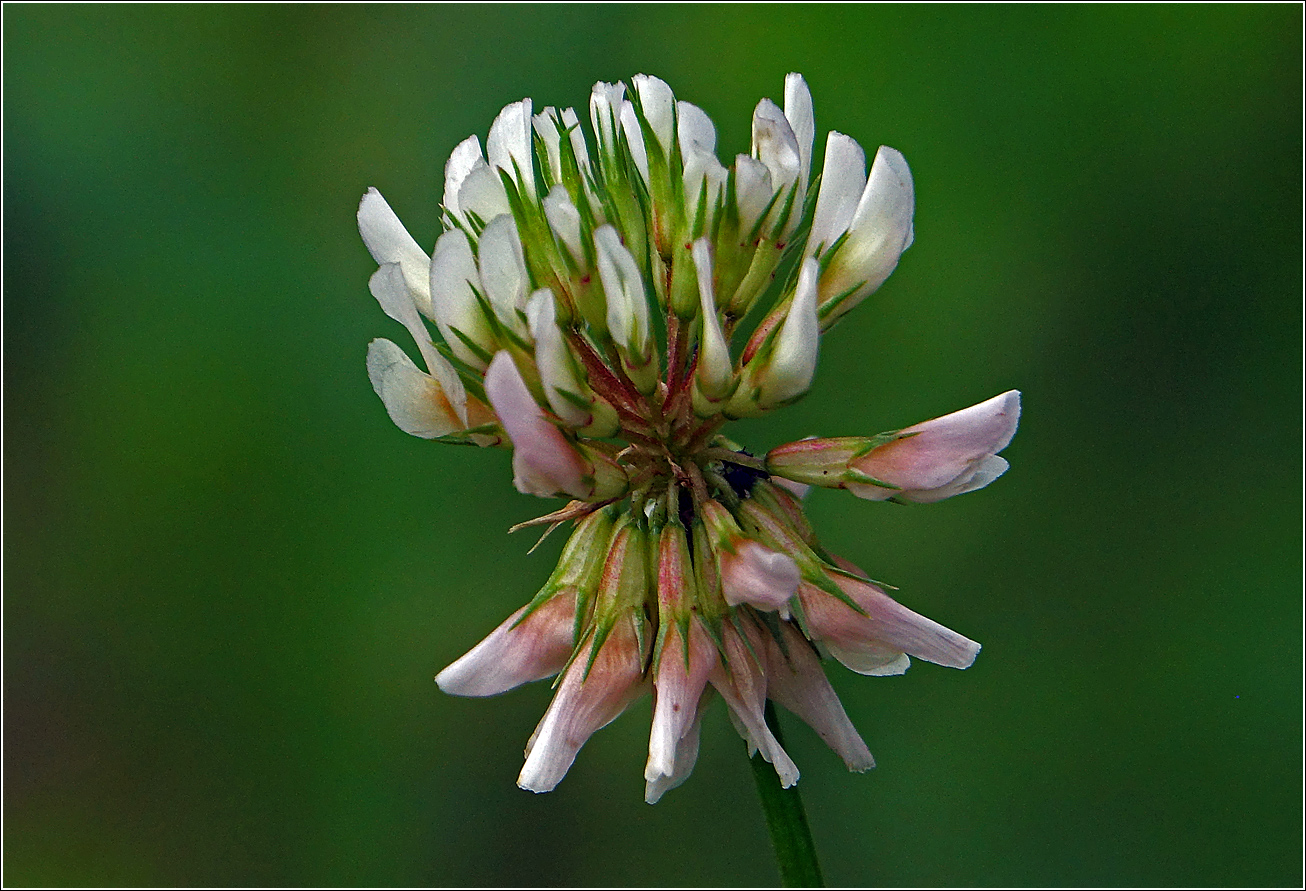 Image of Trifolium repens specimen.