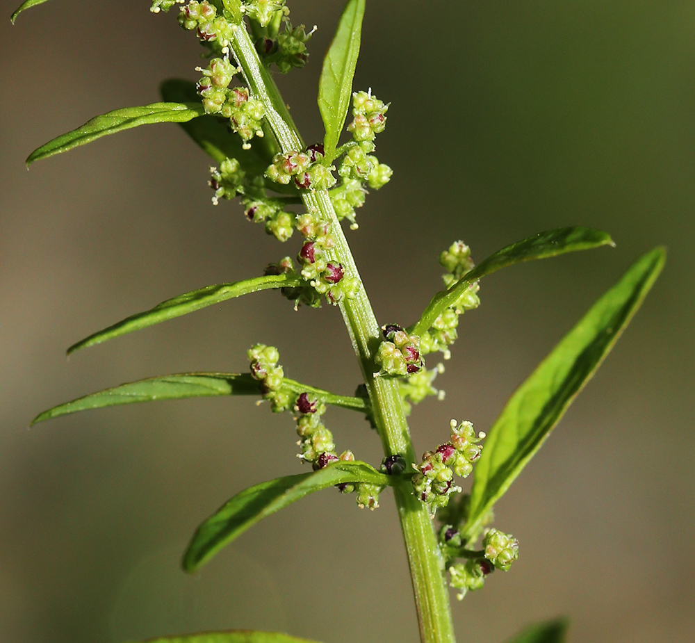 Image of Lipandra polysperma specimen.