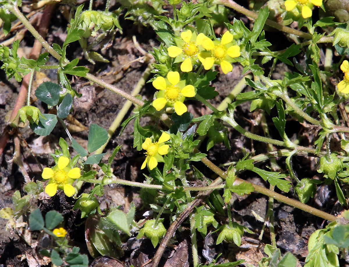 Image of Potentilla supina specimen.