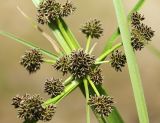 Cyperus difformis. Общее соцветие и часть листа. Приморский край, г. Владивосток, морская терраса, высохшая лужа на дороге. 17.08.2024.