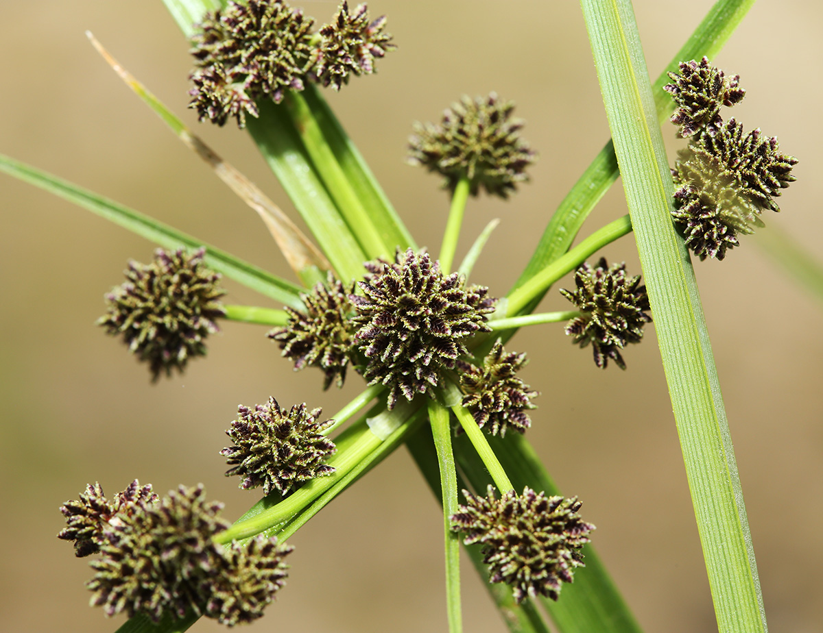 Image of Cyperus difformis specimen.