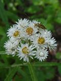 Anaphalis margaritacea. Соцветия с насекомым. Хабаровский край, г. Комсомольск-на-Амуре, Силинский лесопарк, зарастающая просека. 11.08.2024.