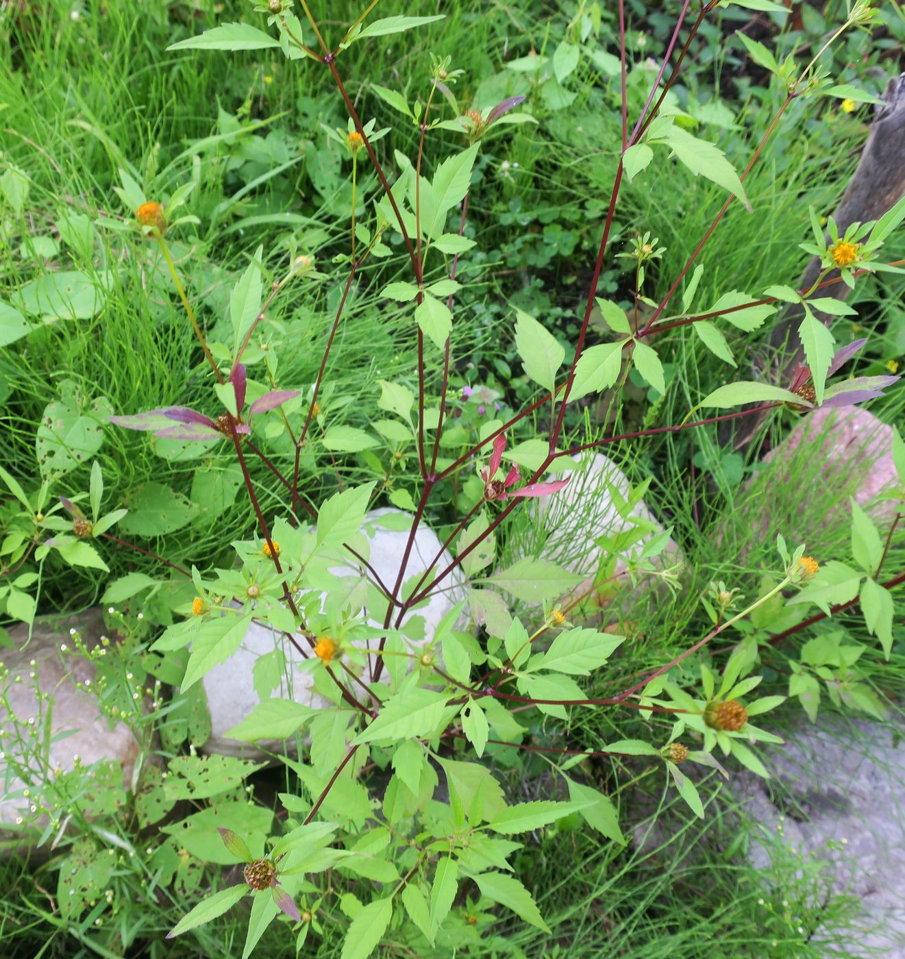 Image of Bidens frondosa specimen.