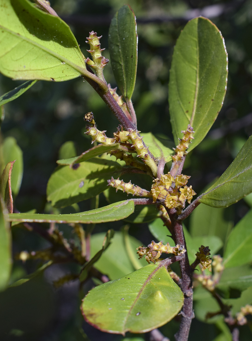 Изображение особи Rhamnus alaternus.