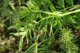 Valeriana officinalis