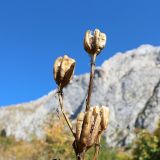 Lilium monadelphum. Вскрывшиеся плоды. Адыгея, Майкопский р-н, дол. руч. Водопадистый, субальпийский луг. 05.10.2024.