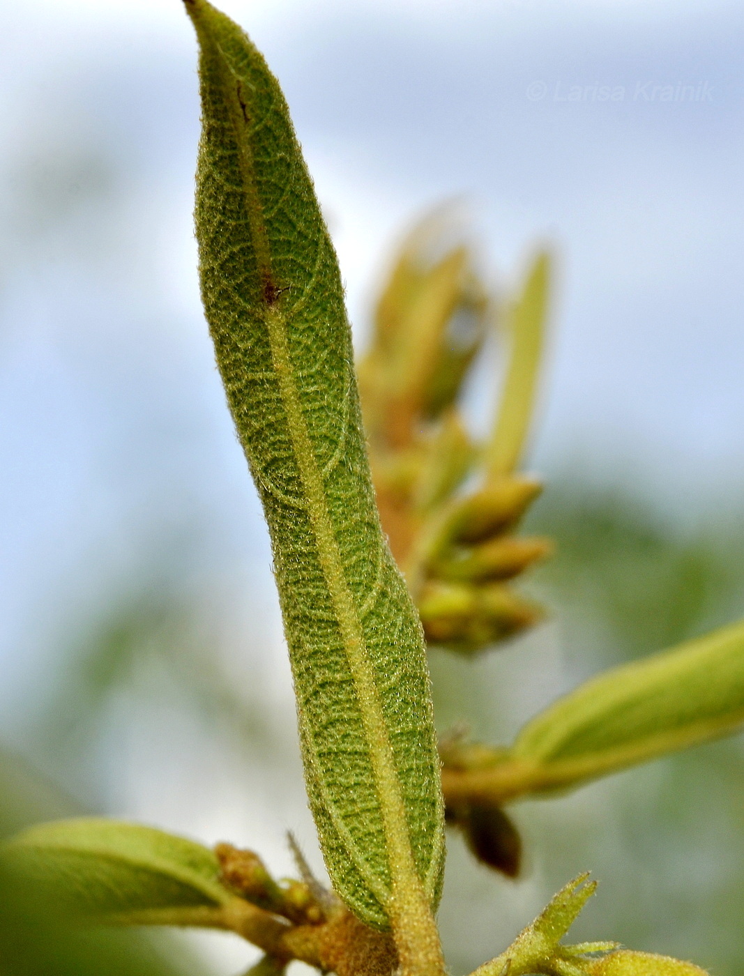 Image of Helicteres angustifolia specimen.