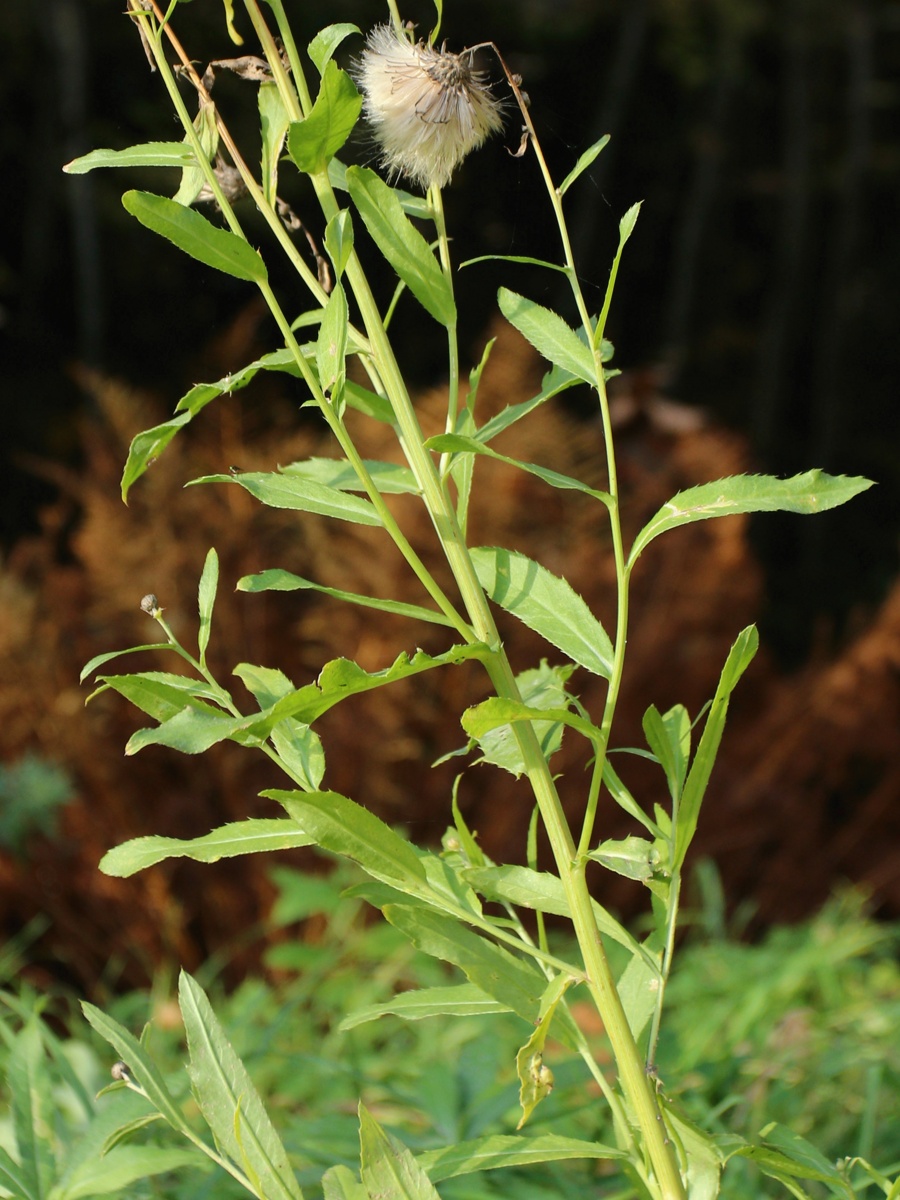 Изображение особи Cirsium arvense.