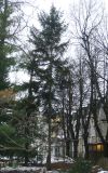 Picea ajanensis. Взрослое дерево. Москва, филиал Ботсада МГУ \"Аптекарский огород\", теневой сад. 28.12.2024.