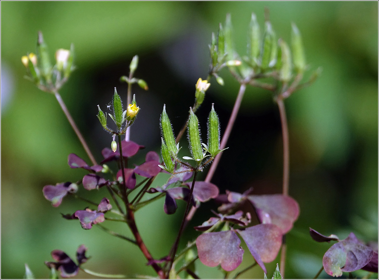 Изображение особи Oxalis stricta.