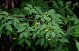 Euonymus verrucosus