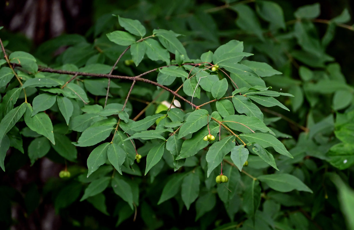 Изображение особи Euonymus verrucosus.