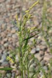 Atriplex littoralis