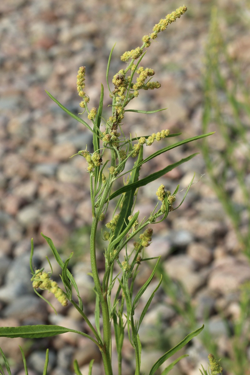 Image of genus Atriplex specimen.