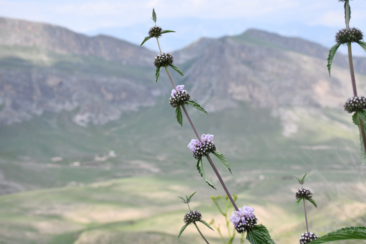 Изображение особи Phlomoides alaica.