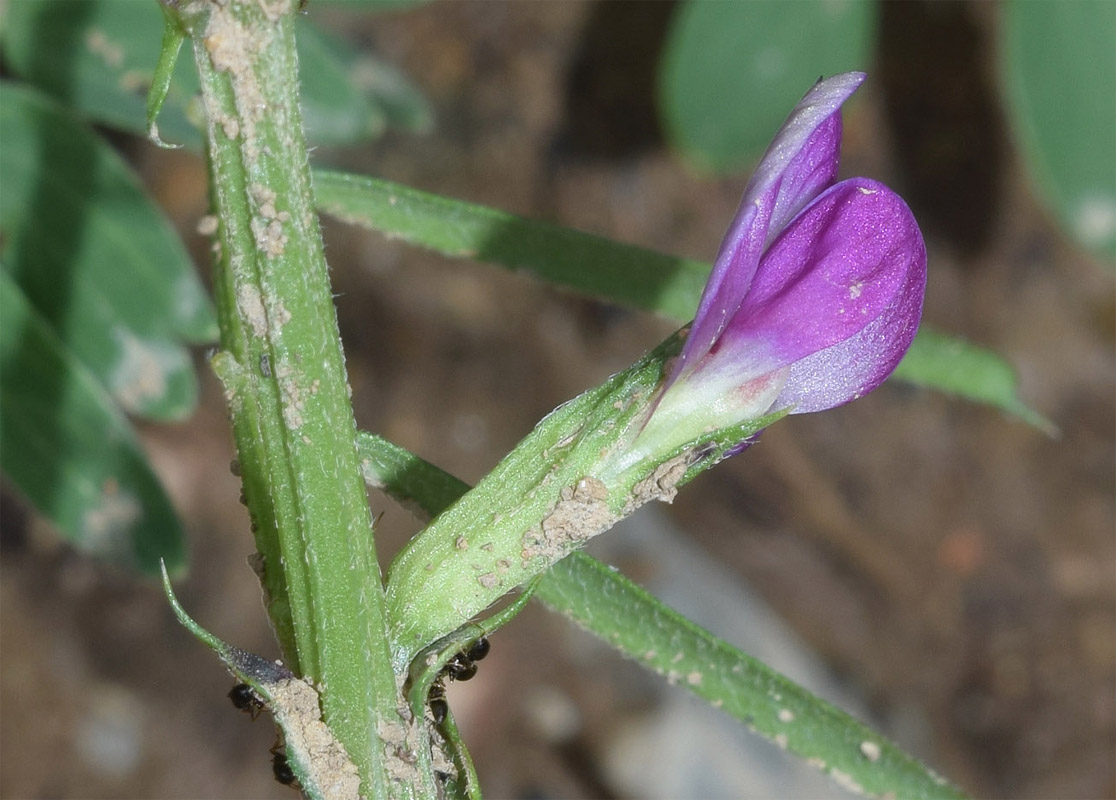 Image of Vicia angustifolia specimen.