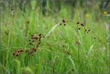 Luzula multiflora. Верхушки плодоносящих растений. Тульская обл., окр. пос. Дубна, суходольный луг вдоль р. Дубна в районе дач. 20.06.2009.