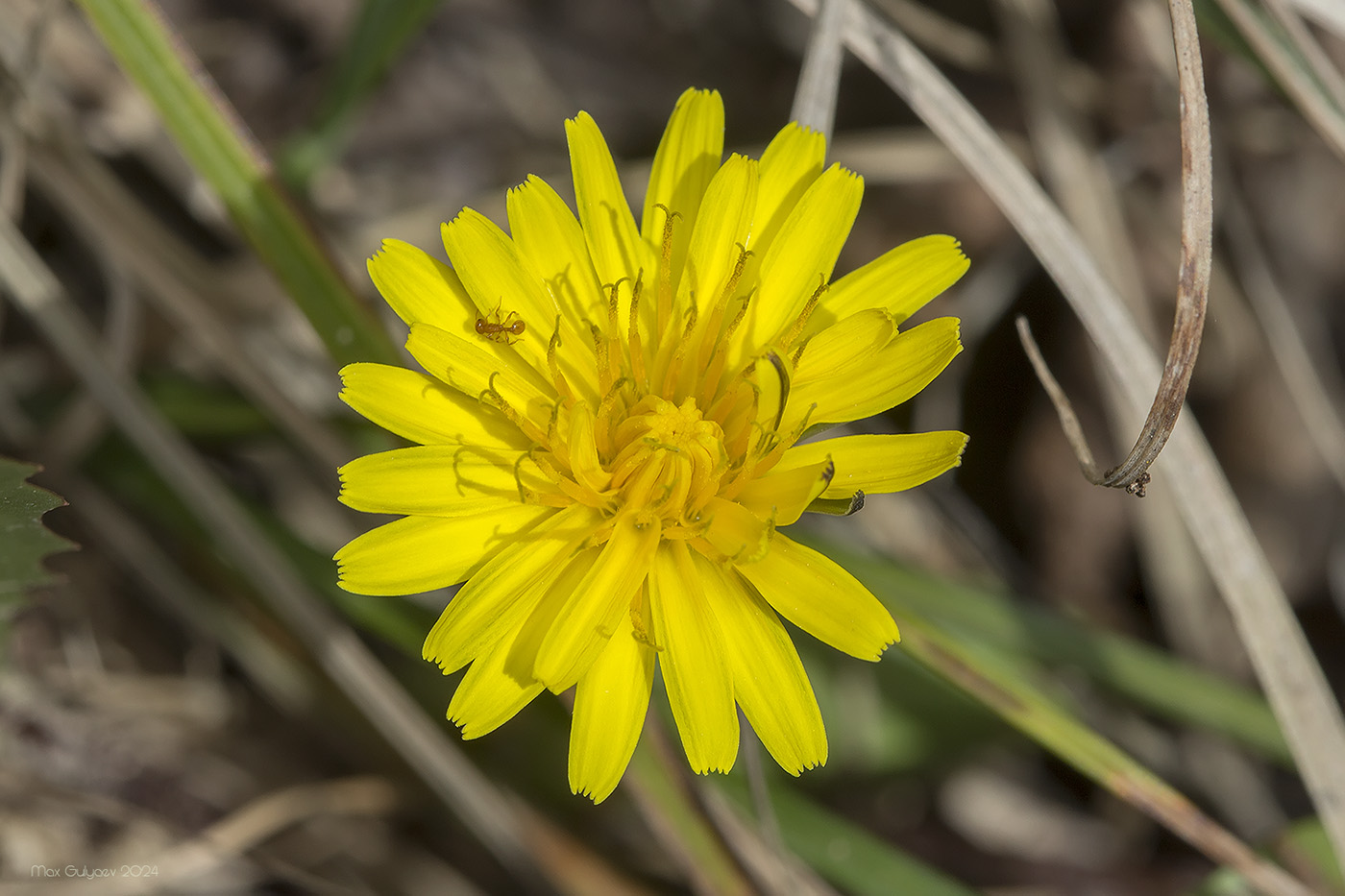 Image of genus Taraxacum specimen.