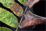 Sorbus aucuparia. Лист с гнездом гусениц бабочки Aporia crataegi. Московская обл., Раменский р-н, окр. ж.-д. платформы Хрипань, просека под ЛЭП. 22.07.2013.