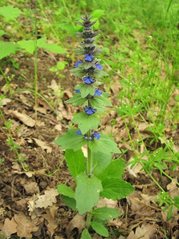 Image of Ajuga genevensis specimen.