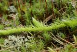 View full-size image Lycopodium clavatum