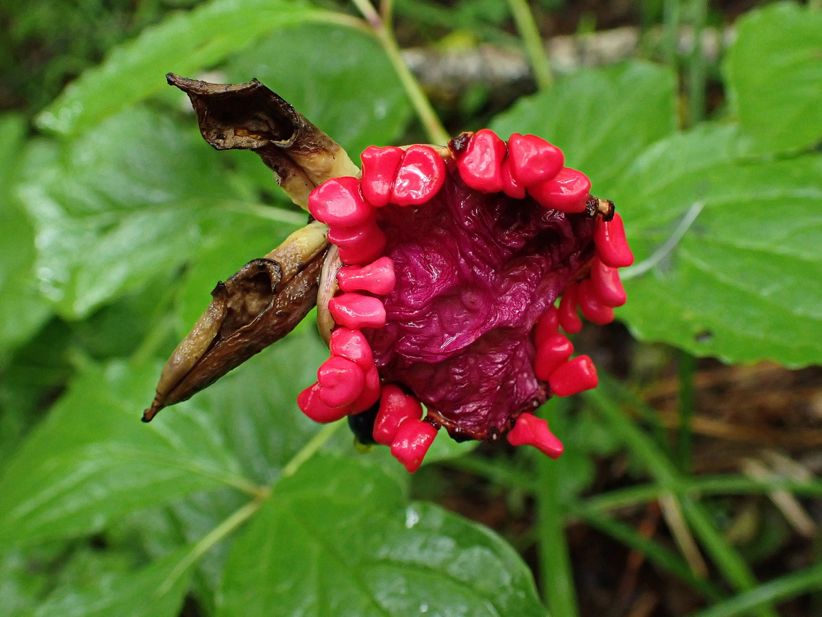 Изображение особи Paeonia obovata.