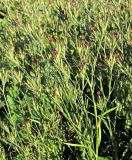 Смотреть изображение Dianthus armeria