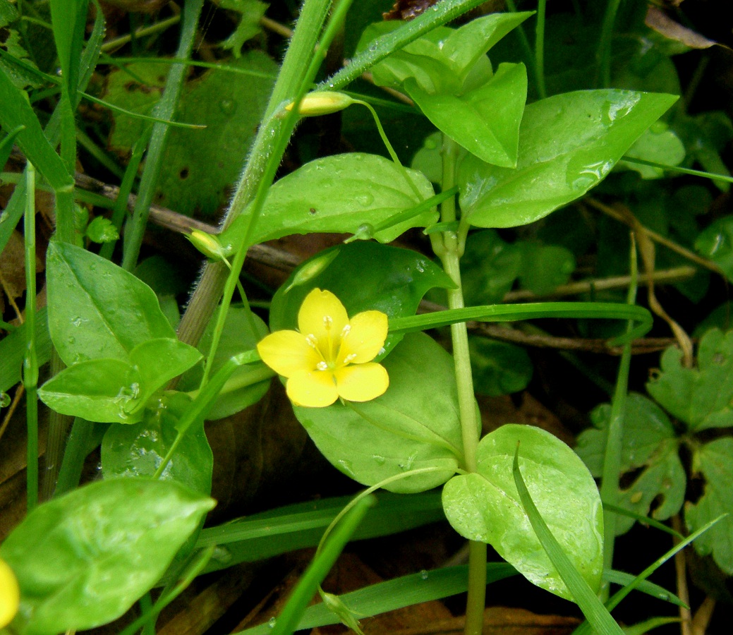 Изображение особи Lysimachia nemorum.