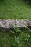 View full-size image Valeriana officinalis
