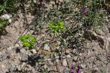 View full-size image Euphorbia helioscopia