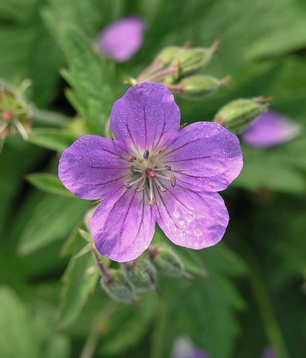 Image of Geranium sylvaticum specimen.