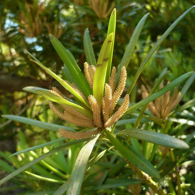 Изображение особи Podocarpus macrophyllus.