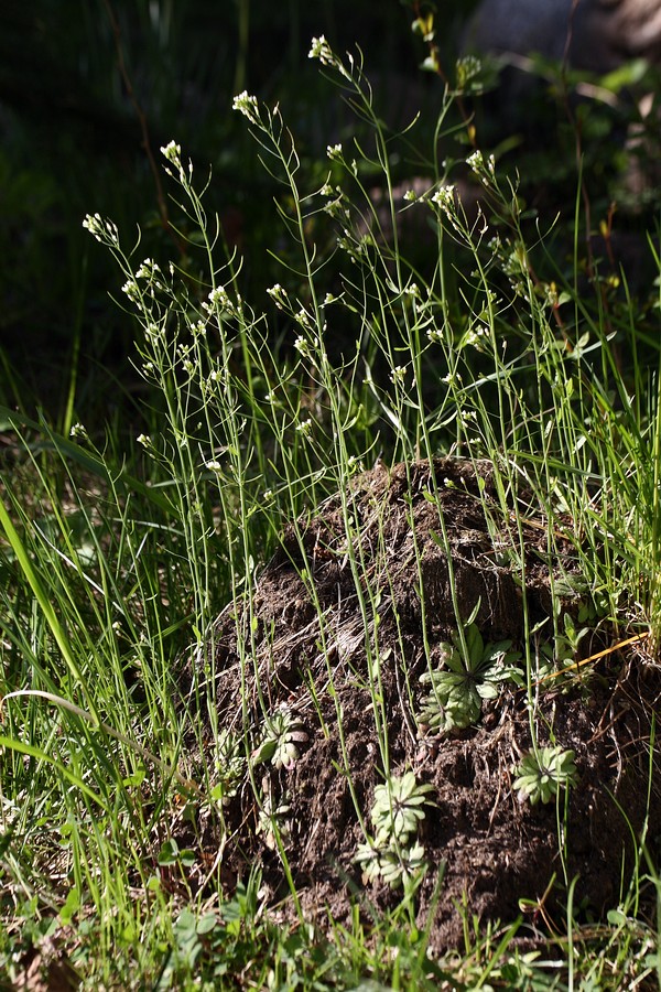 Изображение особи Arabidopsis thaliana.