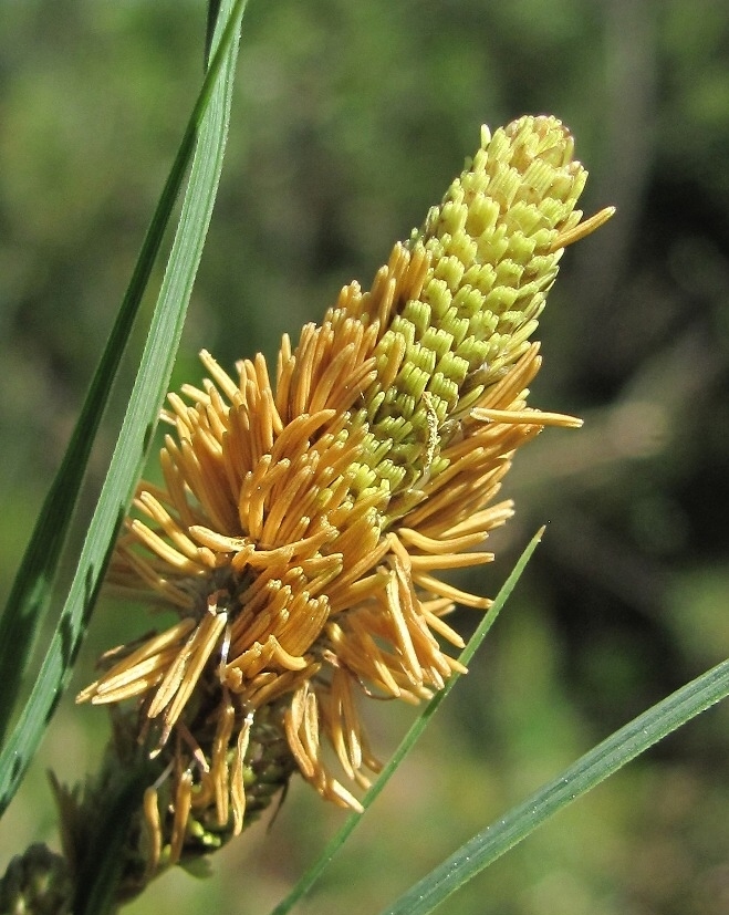 Изображение особи Carex aquatilis.