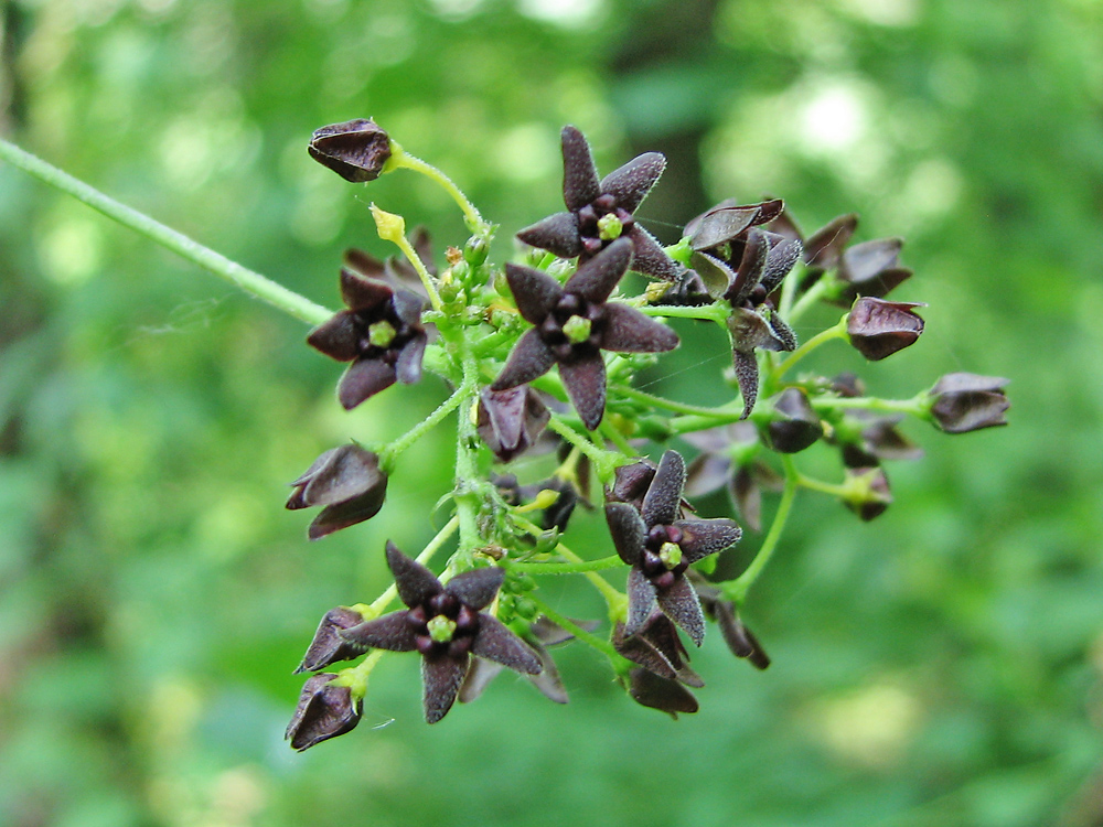 Image of Vincetoxicum scandens specimen.