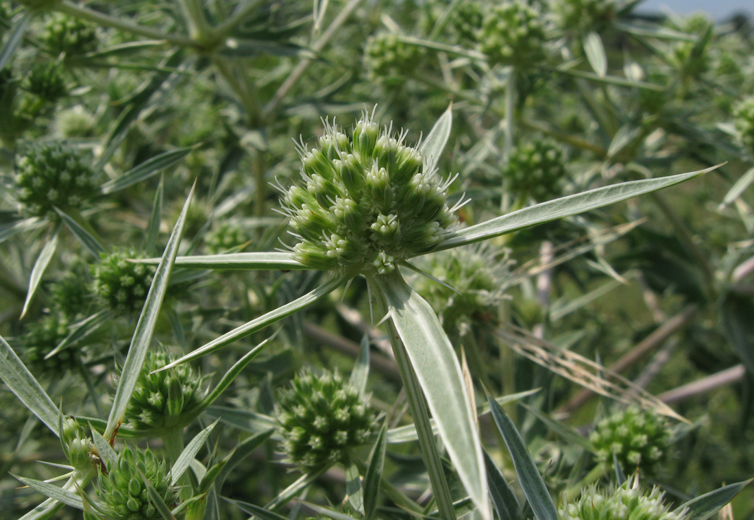 Image of Eryngium campestre specimen.