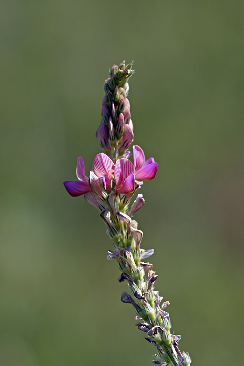 Изображение особи Onobrychis arenaria.