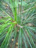 Pinus sibirica