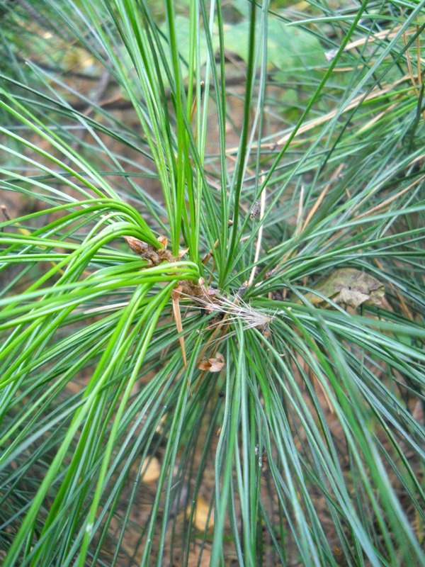 Изображение особи Pinus sibirica.