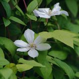 род Clematis. Цветки и листья (белоцветковая форма). Московская обл., Раменский р-н, окр. дер. Хрипань, садовый участок. 14.07.2011.