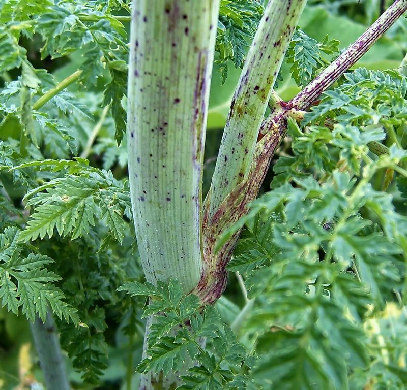 Изображение особи Conium maculatum.