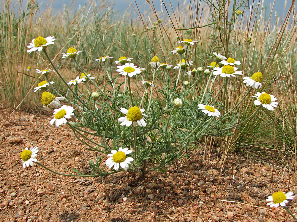 Image of Anthemis ruthenica specimen.