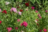 Dianthus barbatus