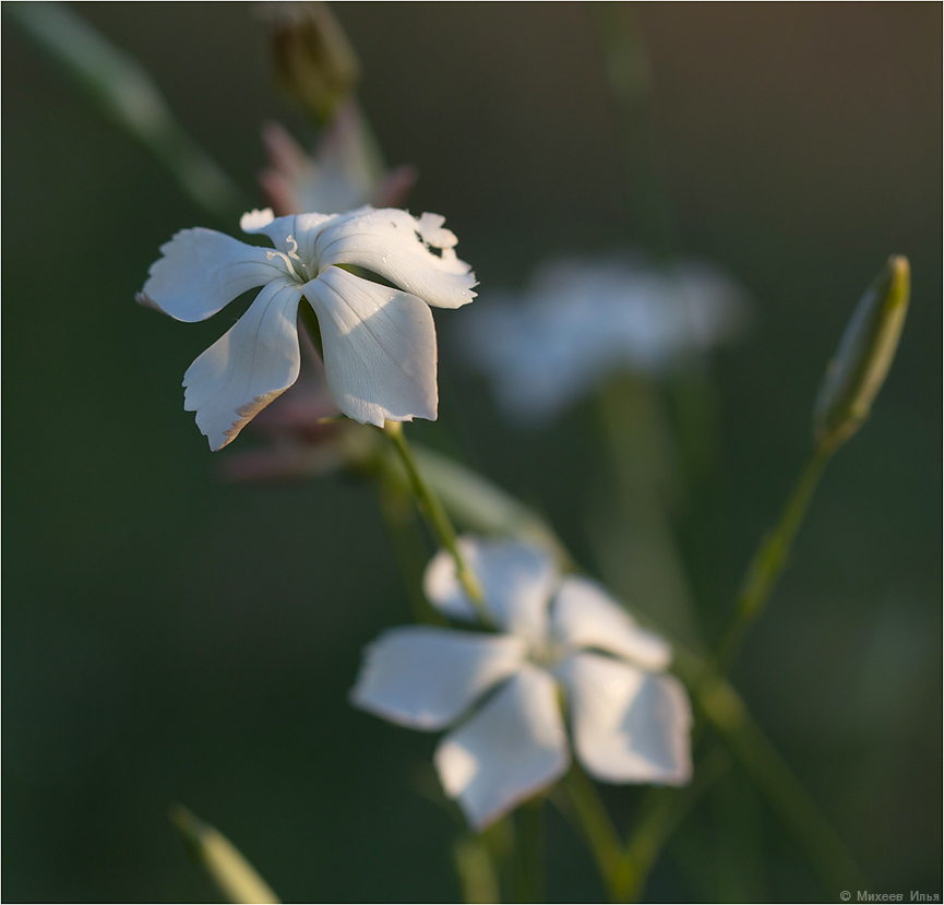 Изображение особи Dianthus lanceolatus.